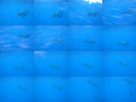 Whales